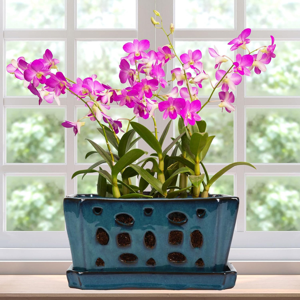 9.5" Blue Ceramic Orchid Pot with Saucer