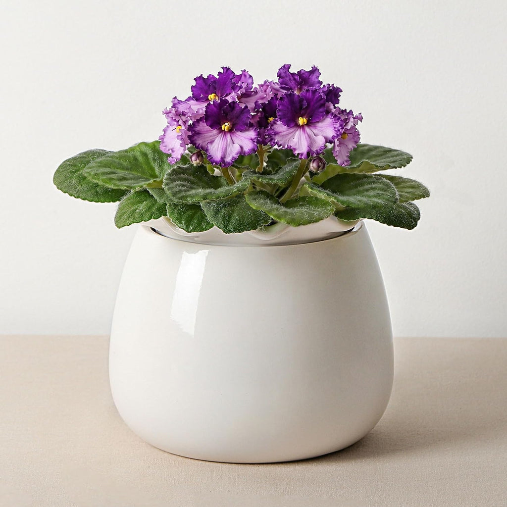 6‑Inch White Ceramic Self‑Watering Plant Pot