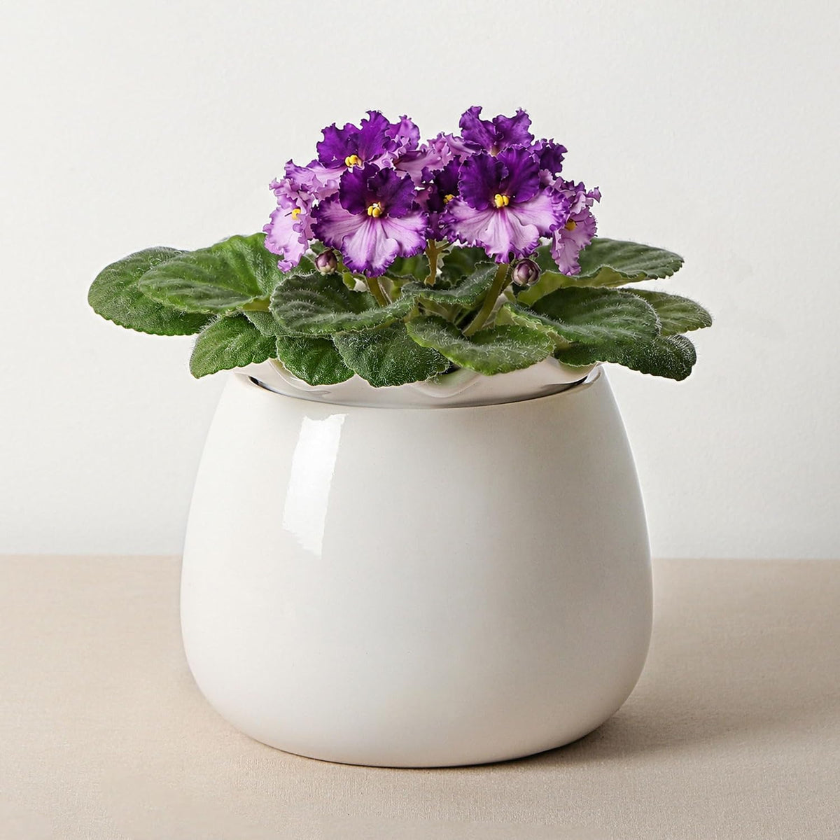 6‑Inch White Ceramic Self‑Watering Plant Pot
